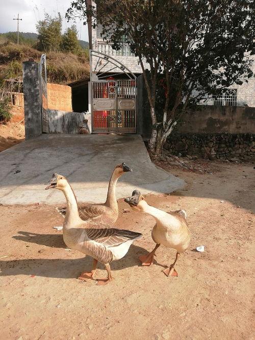 吃瓜鹅娱乐公司