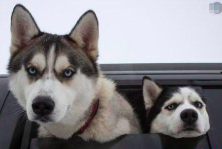 二哈吃瓜娱乐,揭秘娱乐圈那些不为人知的幕后故事